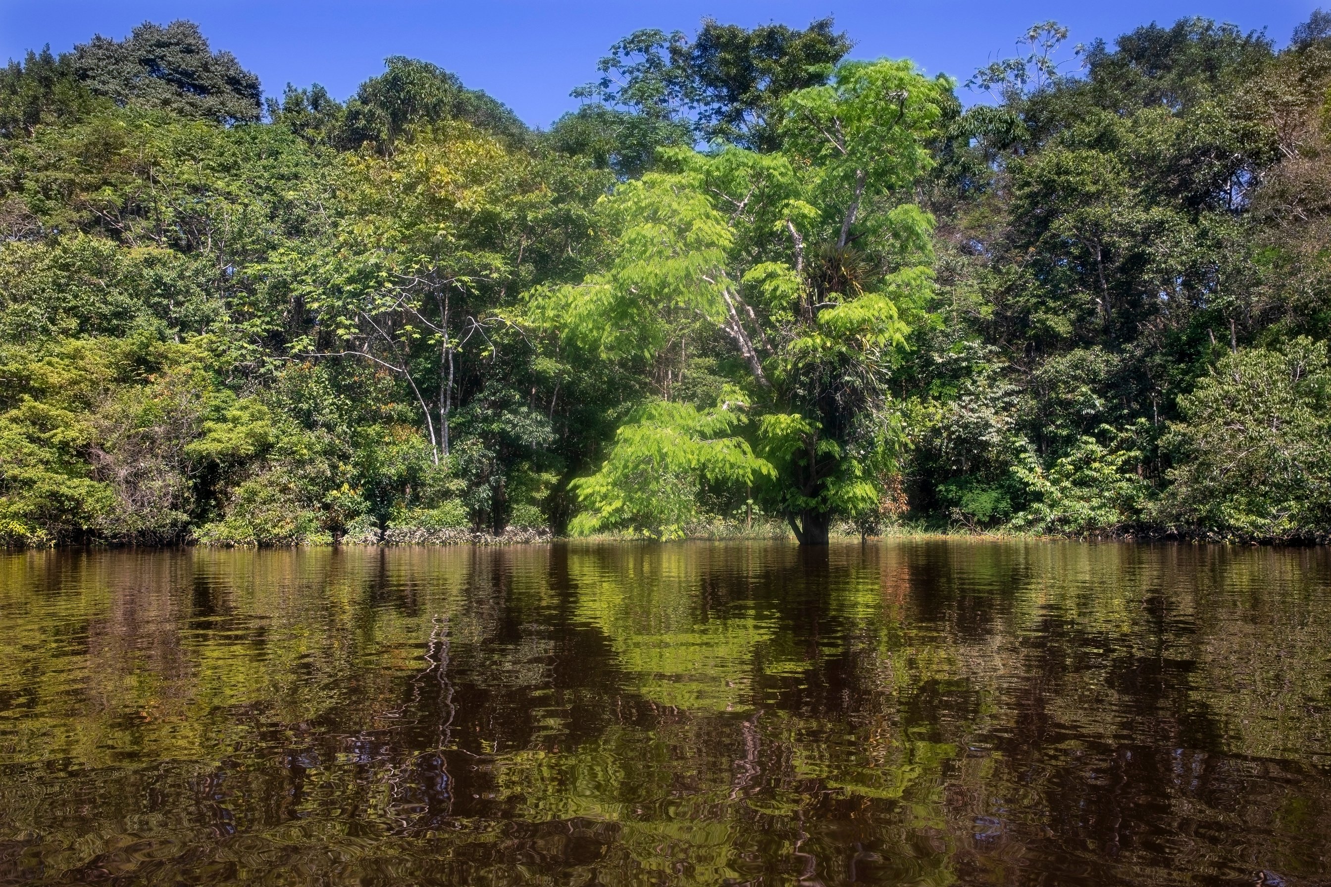 Flooded Amazon jungle